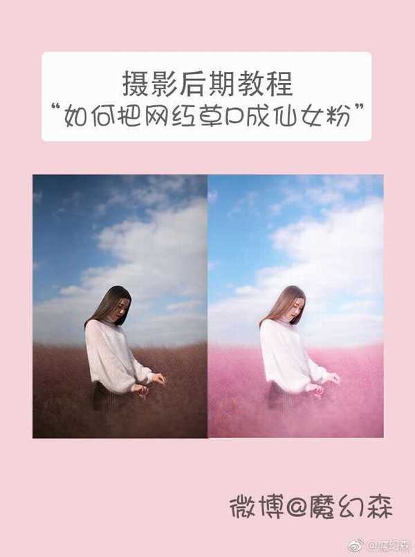 ps后期如何把灰蒙蒙的粉黛乱子草调成清新的仙女粉?