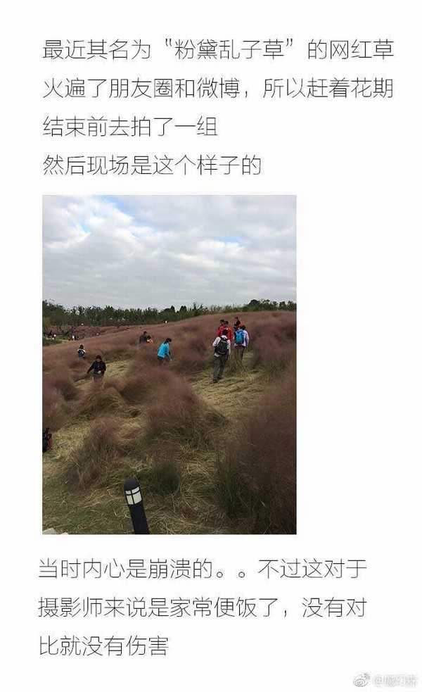 ps后期如何把灰蒙蒙的粉黛乱子草调成清新的仙女粉?